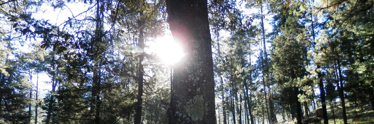 MeFbosques (antes GeFbosques) #MeFbosques banner