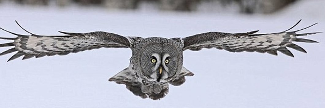 CuriousOwl10's profile banner image