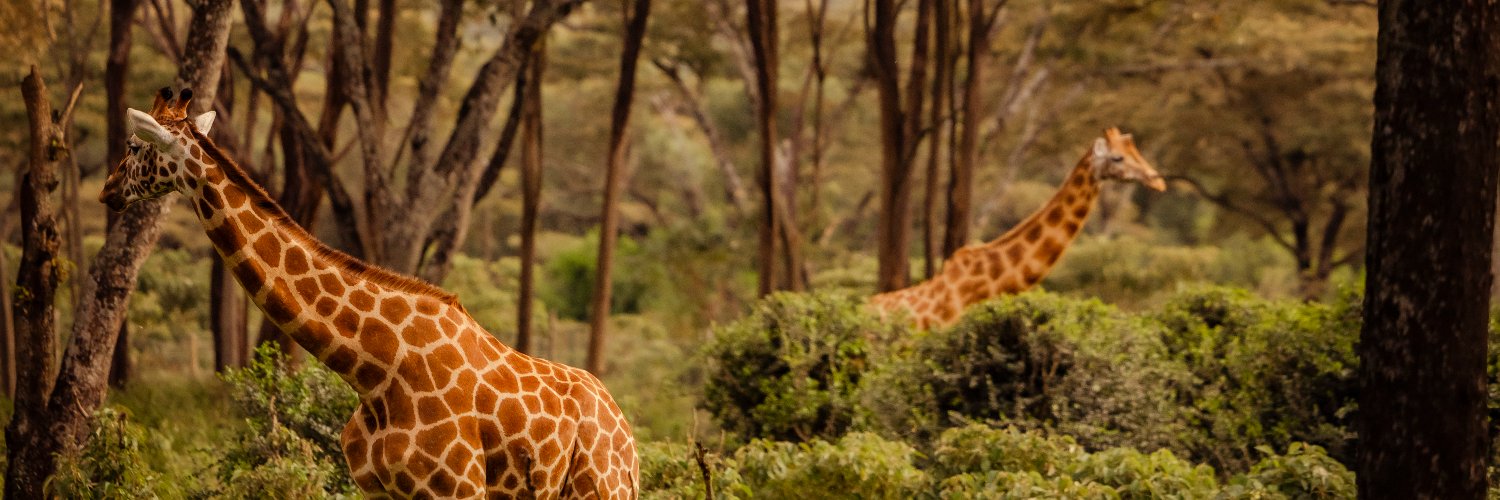 giraffe_manor's profile banner image