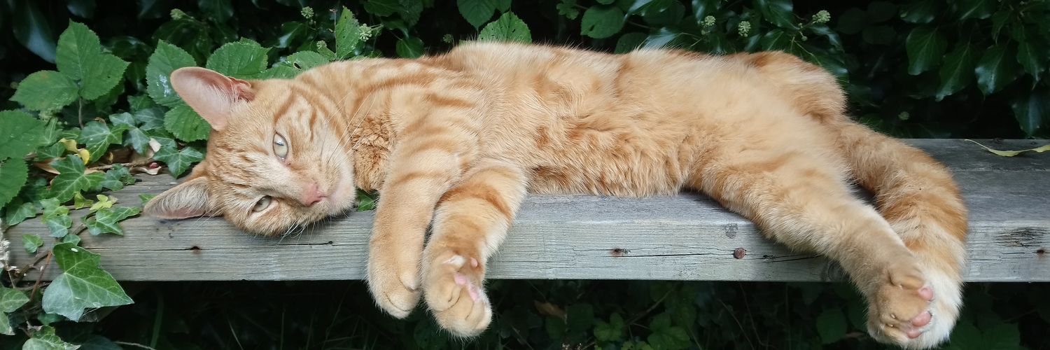 CatDadJai's profile banner image