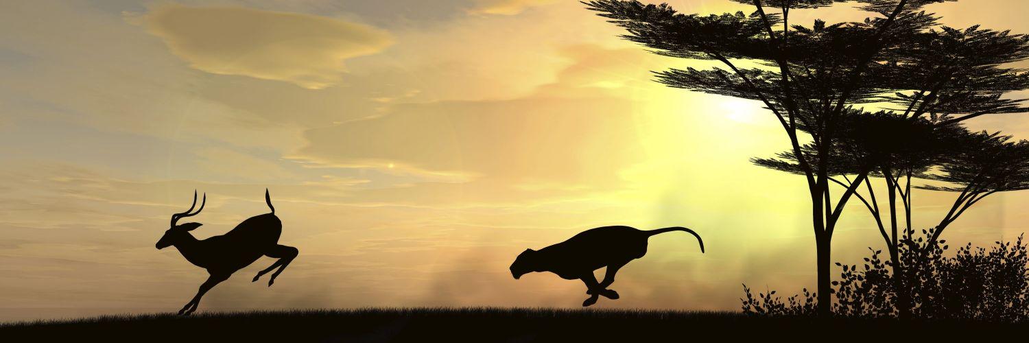 vimalsp's profile banner image