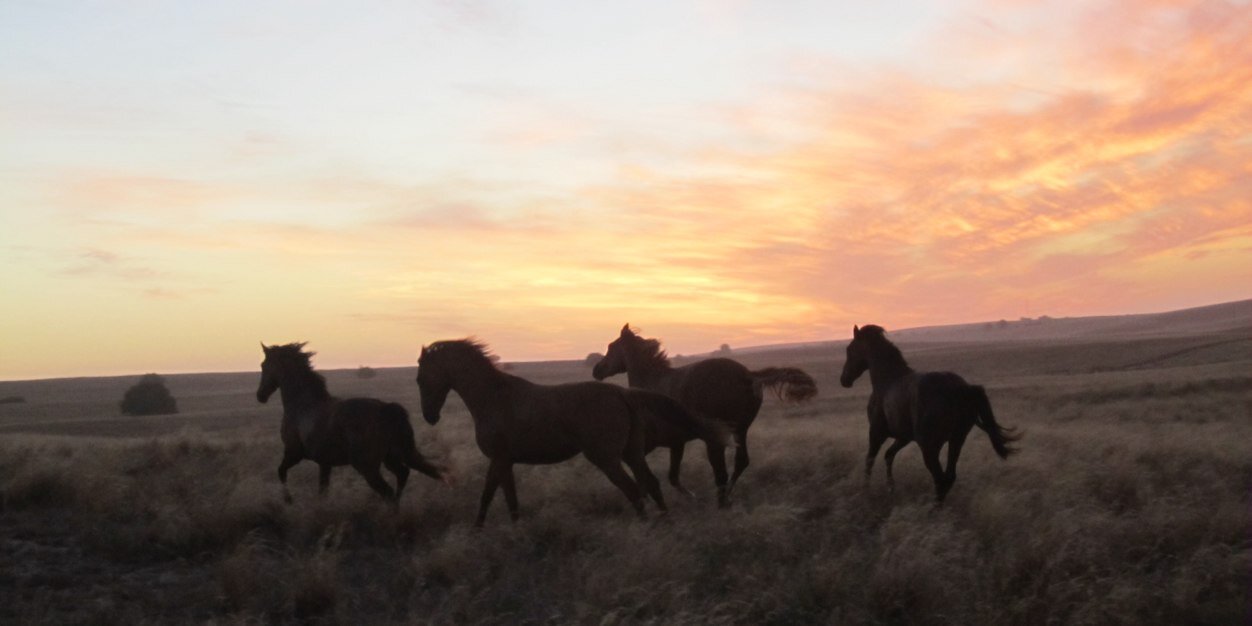 Mill Park Stud banner