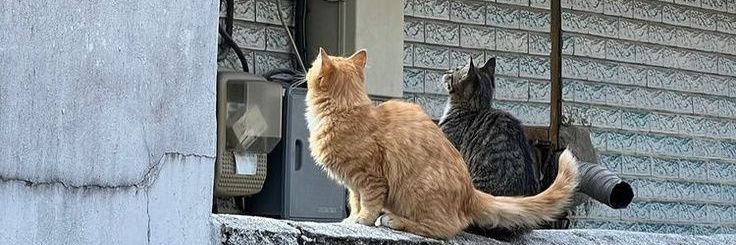 𝒇𝒊𝒇𝒊 | kinda ia📑 banner