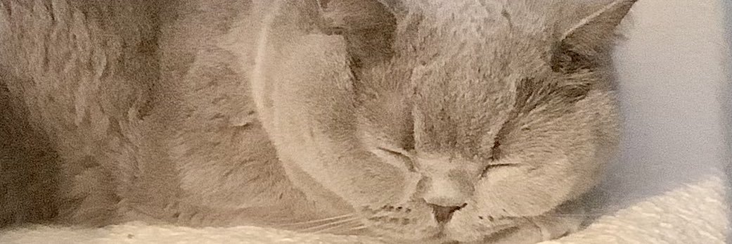 Margaret McCrohon. 🐨🐀 banner