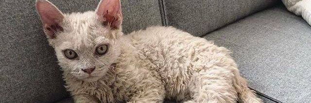 kitty_meow_kit's profile banner image
