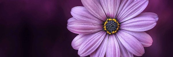 DWShinns Profile Banner