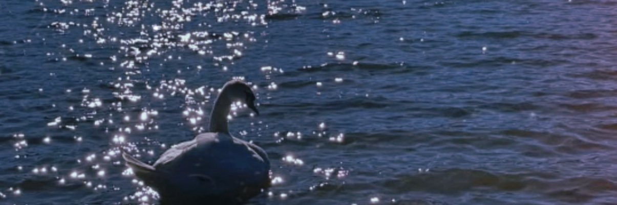 Waters of the Temple ♱🦢 banner