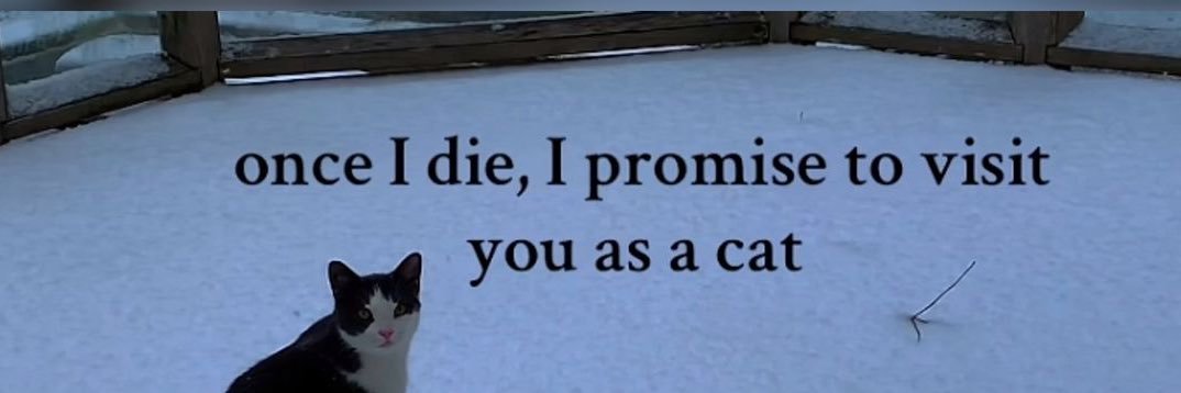 genie .𖥔 ݁ | banner