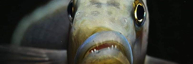 dageti84's profile banner image