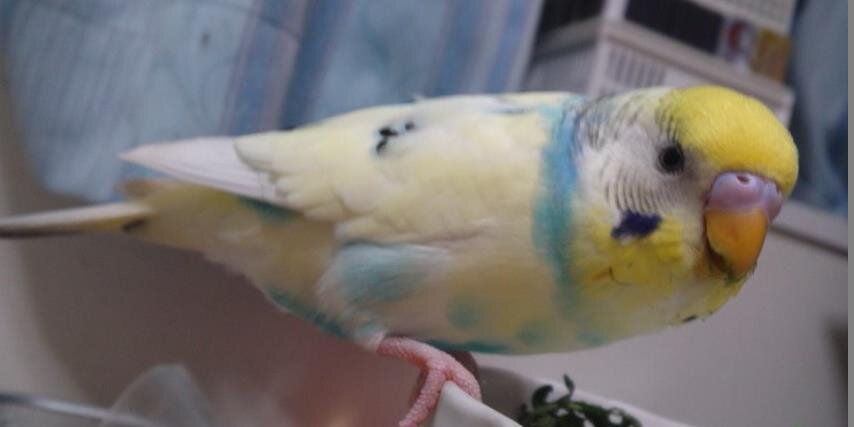 seekbell's profile banner image