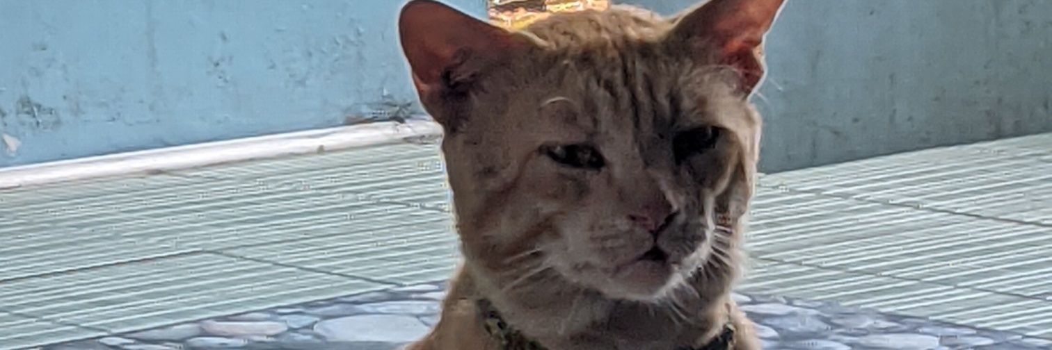 catcancyy_'s profile banner image