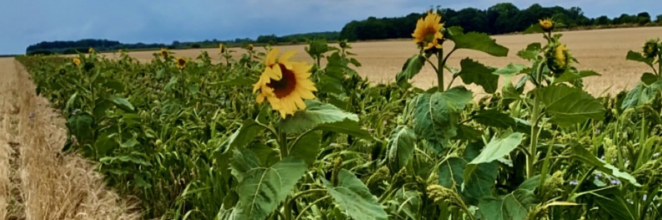 agri_ben's profile banner image