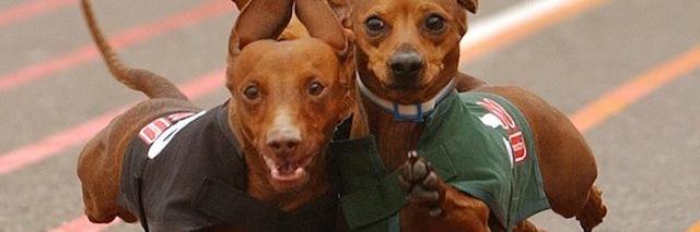 StuurbaardBakkebaard banner