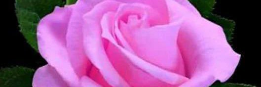 slfstr14331's profile banner image