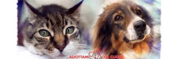 adottamicolcuor's profile banner image