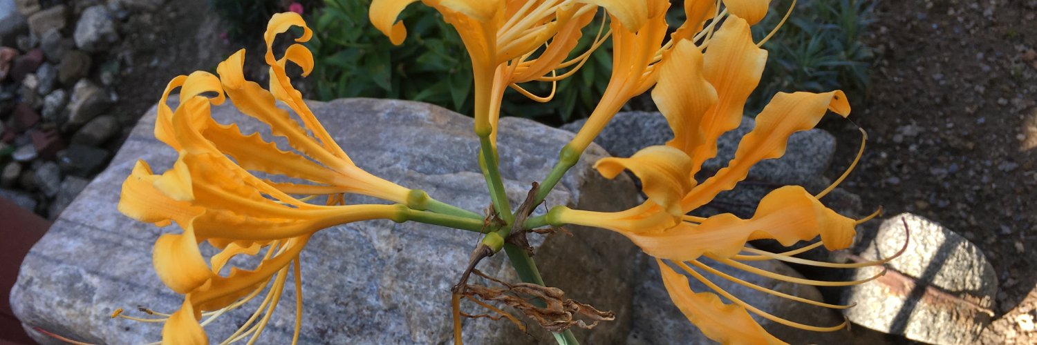 주정뱅이 (Leopold) banner