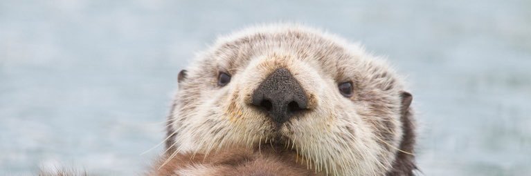 Meg banner