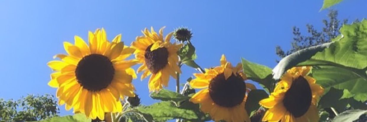 ma_Chaaaaa's profile banner image