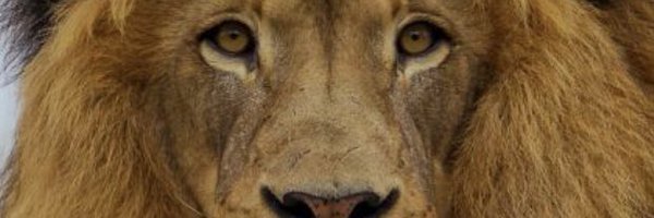 02Finessa Profile Banner