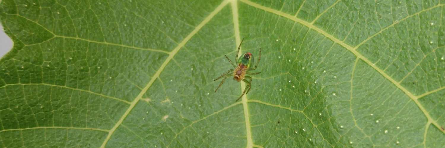 Stan Schymanski, https://mastodon.social/@schymans banner