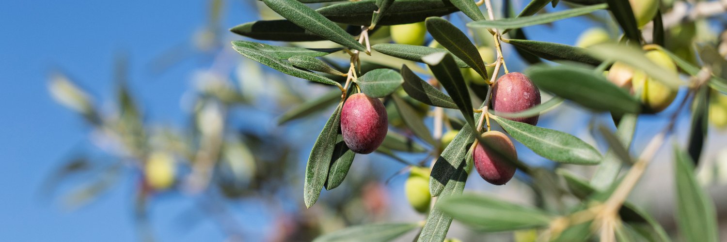 ＮＨＫ出版　趣味の園芸＆やさいの時間 banner