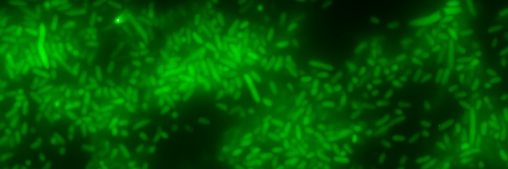 Microbiología Molecular SEM's banner