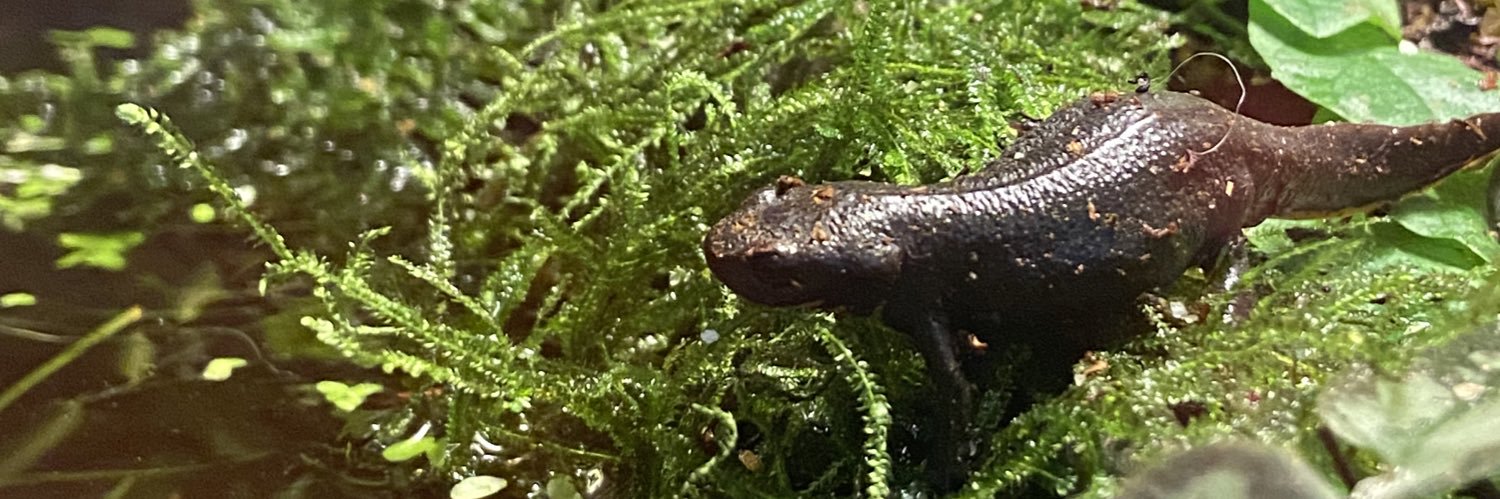 Mandy of the Newts banner