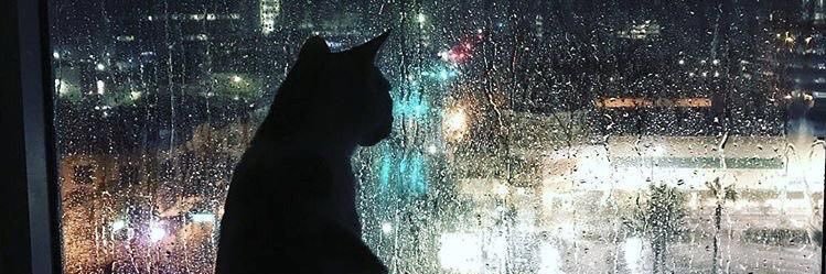 No vabbè || tirocinio is coming banner