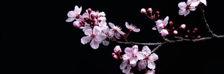 nicole ⋆˚࿔ banner