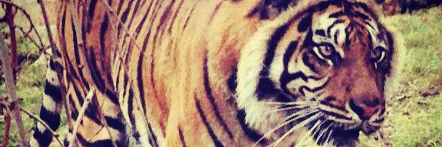 sachahouri's profile banner image
