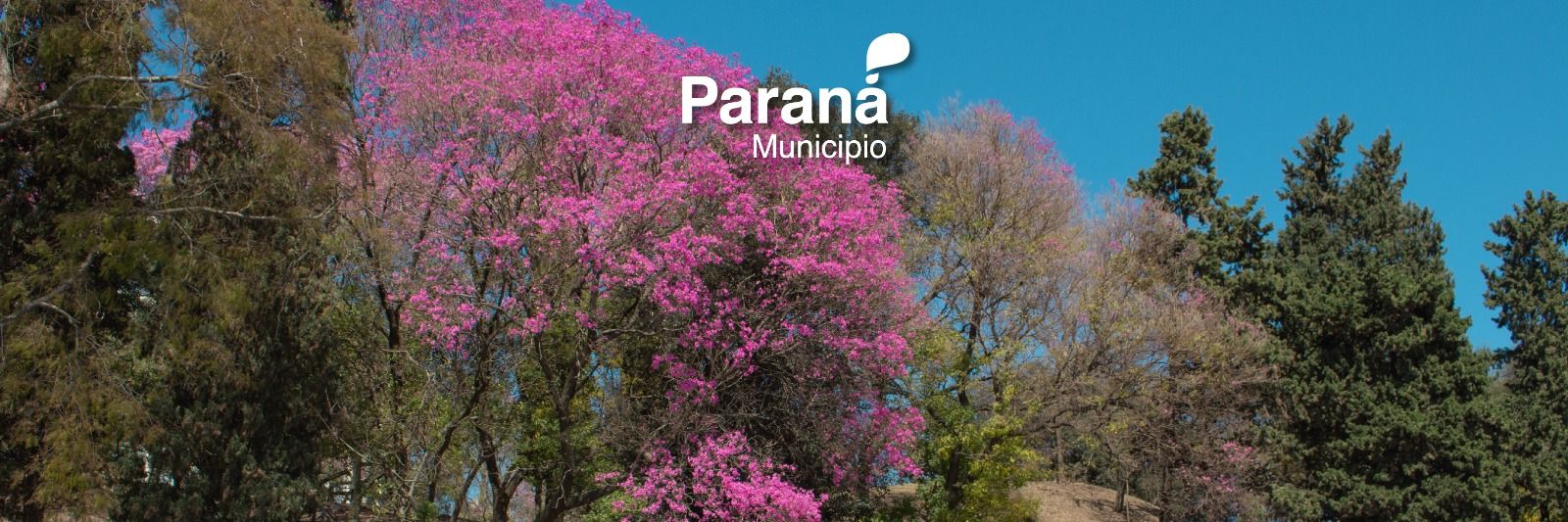DHumanoParana's profile banner image
