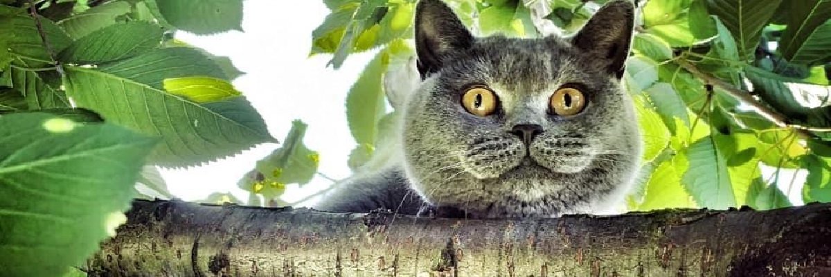meckimeck_'s profile banner image