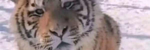 theblessedfg Profile Banner