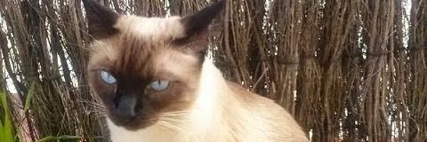puetas's profile banner image