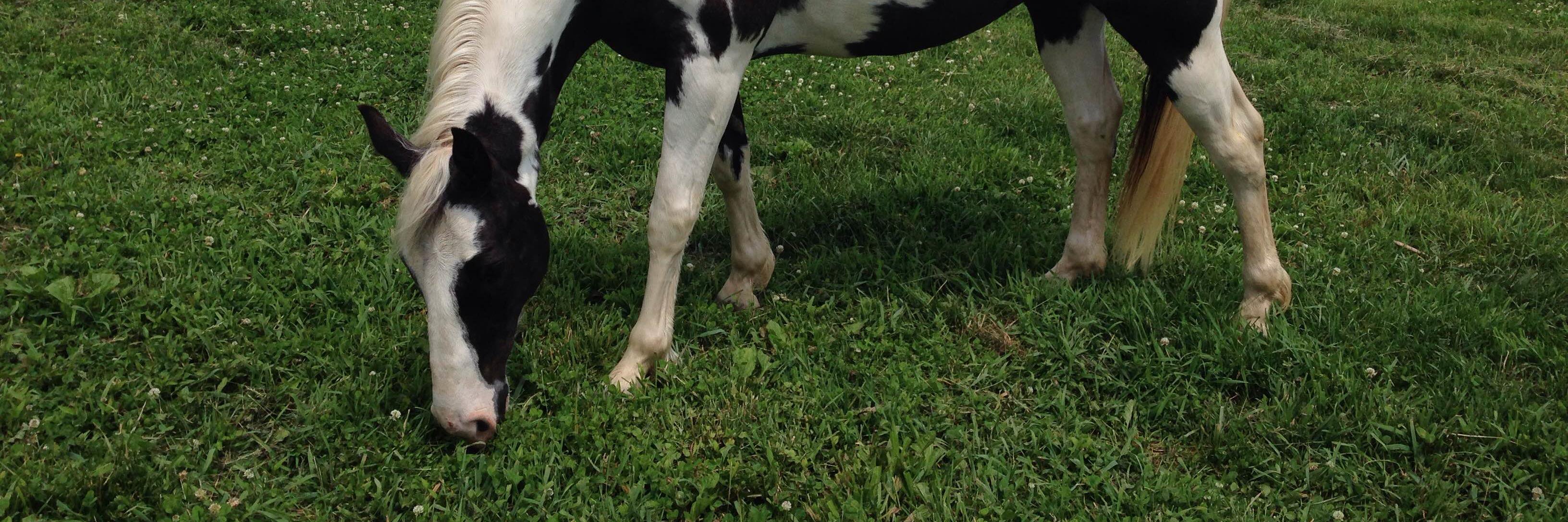 Alexa Potocki banner