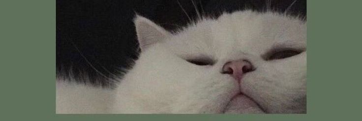 cutycrazy9's profile banner image