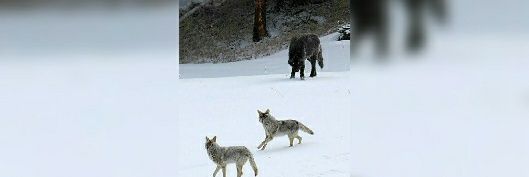 𝕿𝖍𝖊𝕭𝖎𝖌𝕭𝖆𝖉𝖂𝖔𝖑𝖋 banner