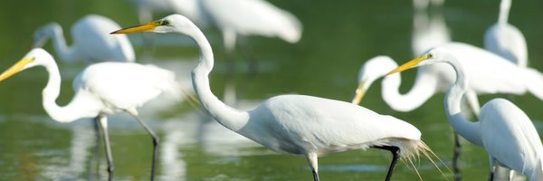 Nahant Marsh Profile Banner