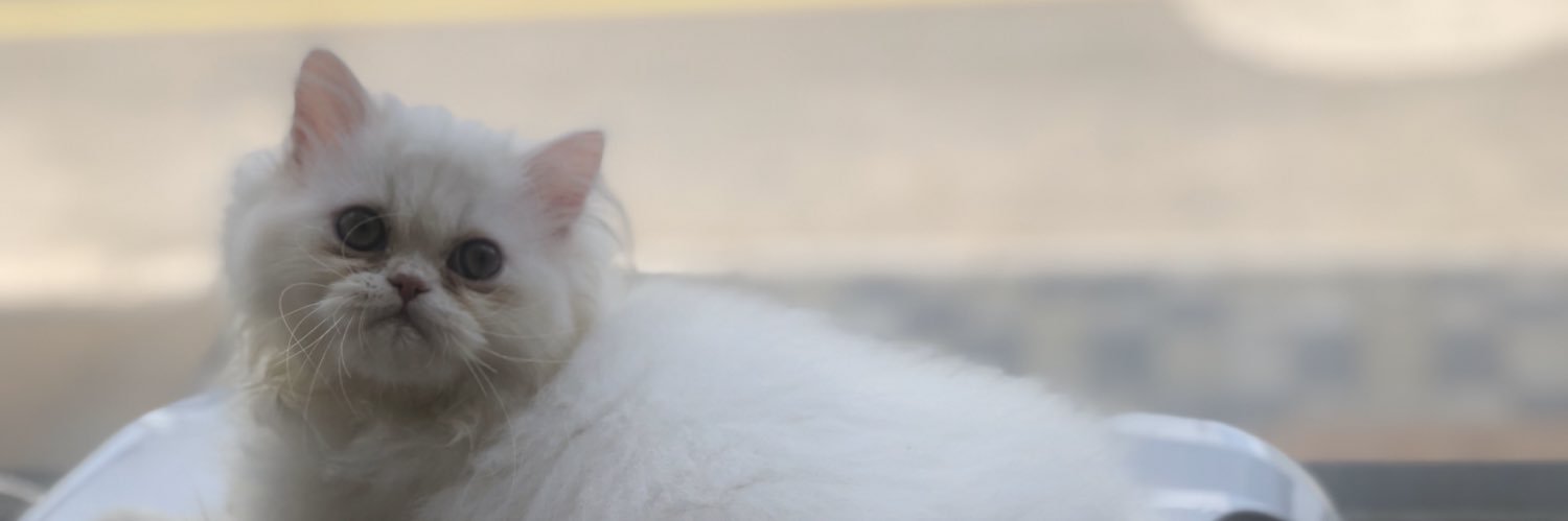 comosea444's profile banner image