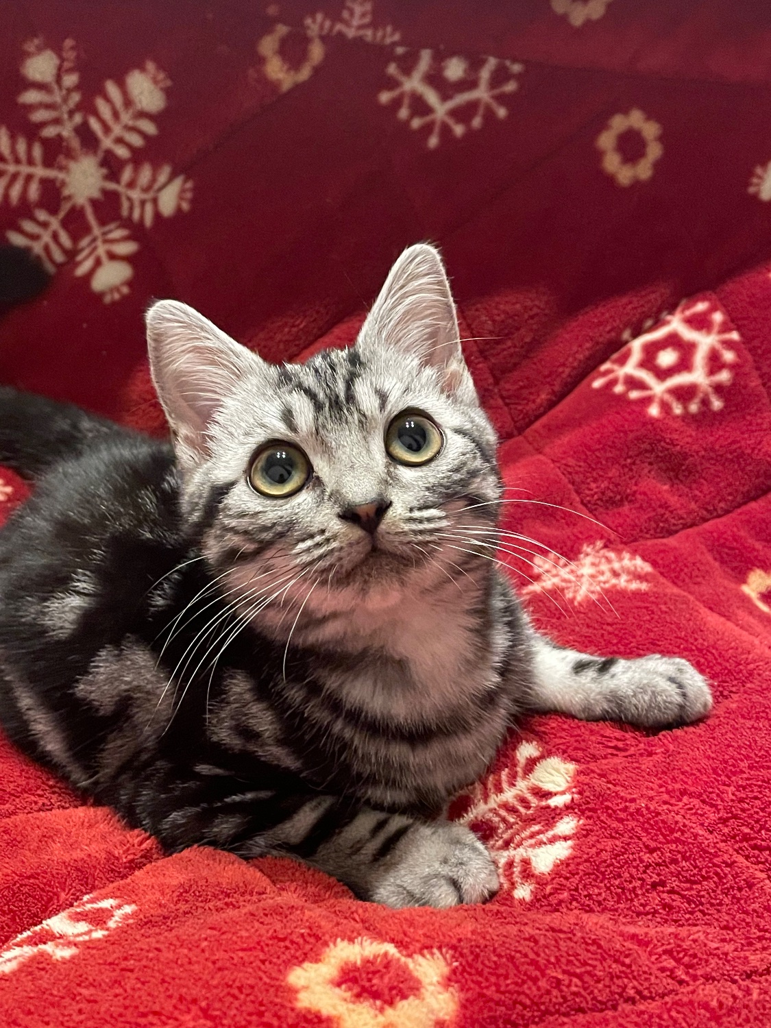 いえねこ's banner