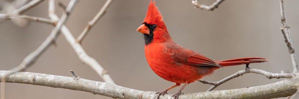 CardinalCross7 Profile Banner