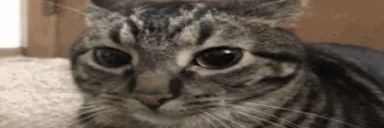 Mr. Wołchw m.d.🇵🇱🇷🇺 banner