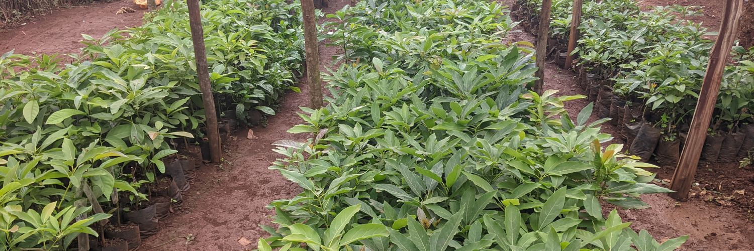 MugwanezaFarm's profile banner image