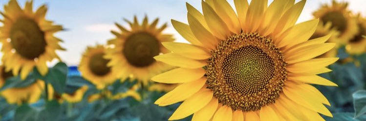 AndreaFaith__'s profile banner image