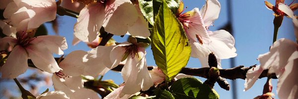 ESzkody Profile Banner