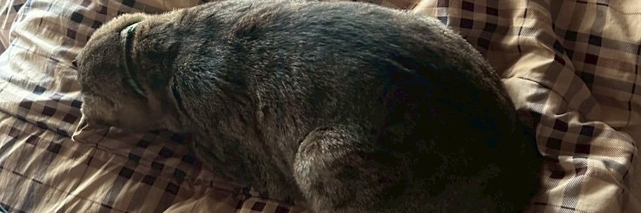 黒猫のまー🐈‍⬛/垢凍結から帰って来た廃人/🌼/☠️🤍/❄️ 的个人资料封面