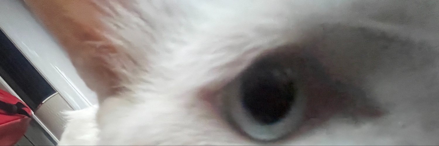 1catwith9lives's profile banner image