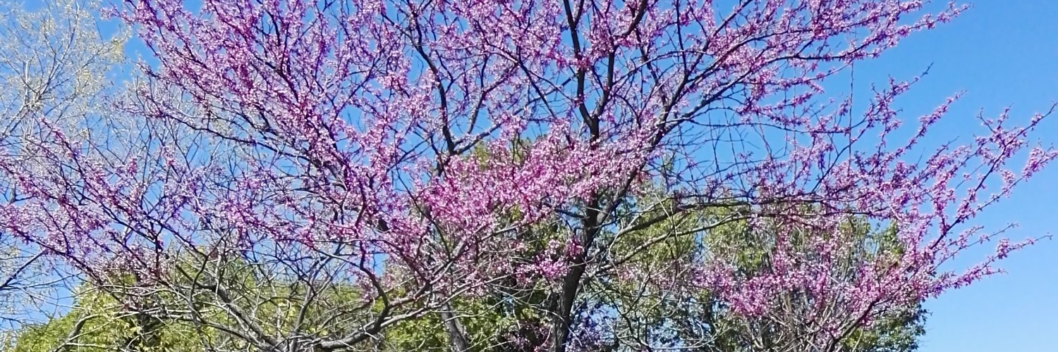 wild tree banner