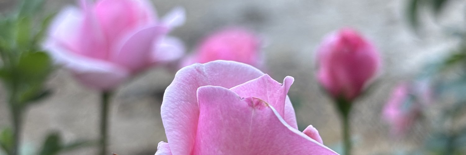 🌸Kathy_M 🌸 banner