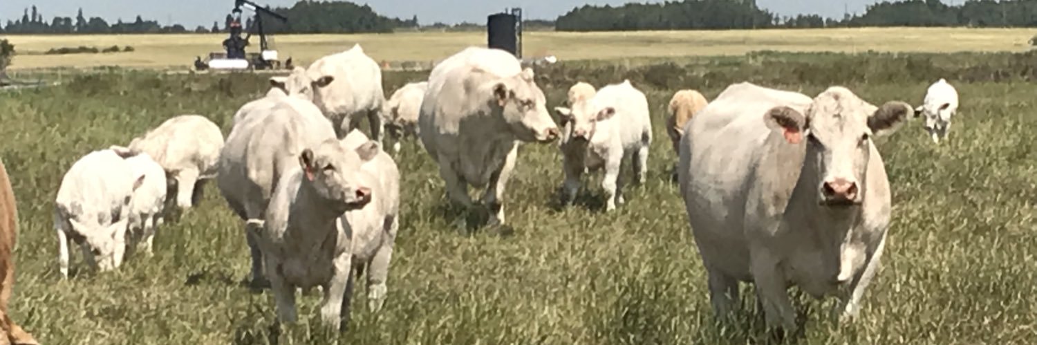 Stach Farms Charolais,Karen Stach banner